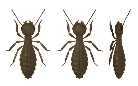 3d render of termite workers