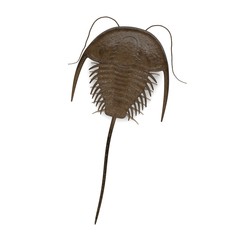 3d render of trilobite animal