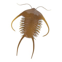 3d render of trilobite animal