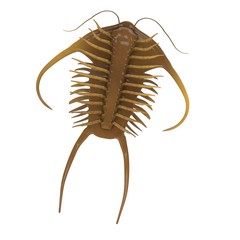 3d render of trilobite animal