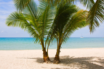 Palm trees gateway to beautiful beach