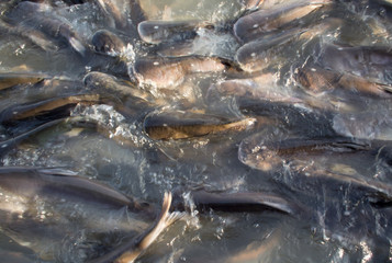 Many fish in pond