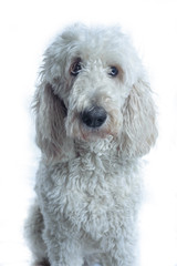 White dog looks to the right of the camera