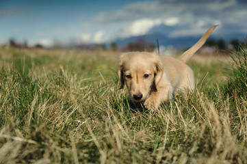 Dachshund puppy walks in the long grass