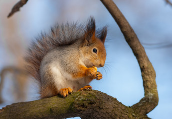 Naklejka na ściany i meble squirrel eats a nut