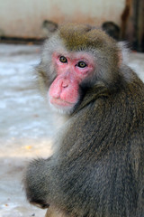 japan macaque