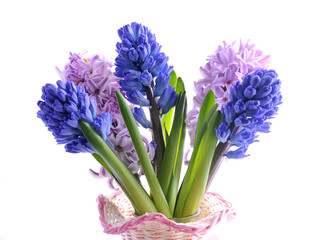 Bouquet of hyacinth isolated on background