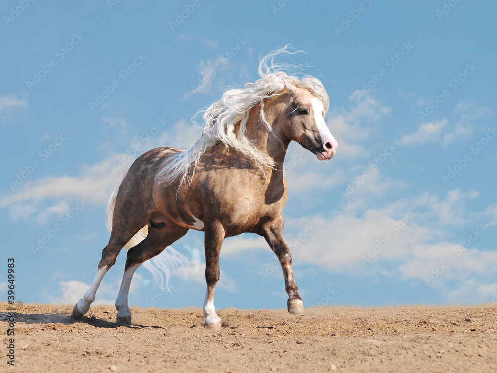 Wall mural welsh pony free in a desert