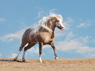 welsh pony free in a desert