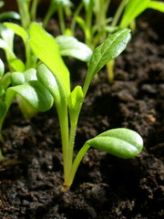Young sprout ( yearling dahlia) in the sunlight