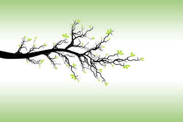 Branch of Spring Tree