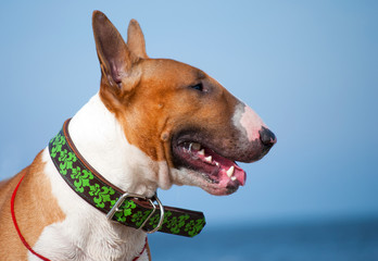 red english bull terrier dog portrait