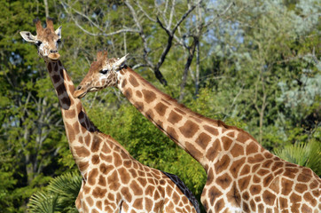 Closeup two giraffes on green foliage background