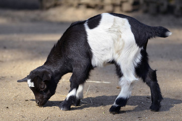 Black and white young goat (Capra aegagrus) on ground