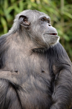 Closeup of chimpanzee (Pan troglodytes)