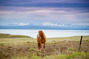 Foto op Canvas koń i góry © tomasz horowski