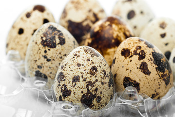 Obraz premium Quail's Eggs