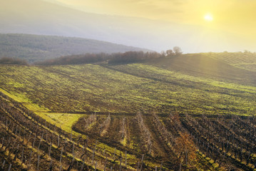 vineyards