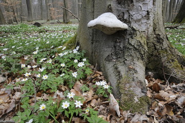 Baumpilz und Buschwindröschen