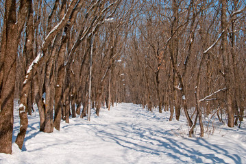 зимний парк
