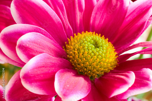 Pink Flower With Yellow Center Bright Light Stock Photo And Pink Flower With Yellow Center Bright Light