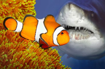 Fototapeta premium The clownfish and attacking shark.