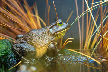 Frog in the grass