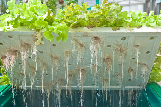 root of hydroponic vegetables