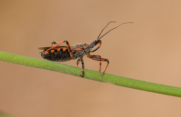 Rhinocoris iracundu