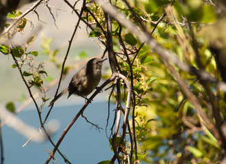 Obraz premium Oiseau Bellbird dans les branches
