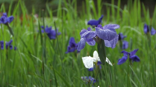 The flower of Japanease Iris,in Showa Kinen Park,Tokyo,Japan