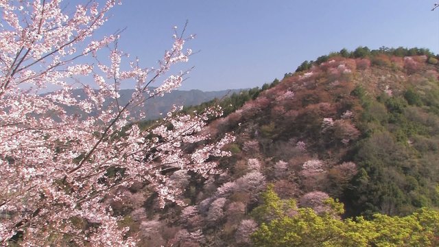 Spring Landscape of the Mt.Yoshino,in Nara Japan_2