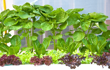 many kinds of soilless or hydroponic