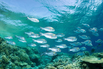 Schooling fish