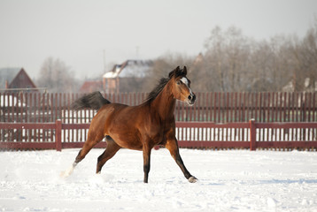 arab horse runs