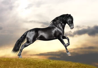 Gordijnen black stallion © Mari_art