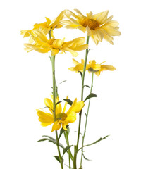 daisy flowers isolated on white background