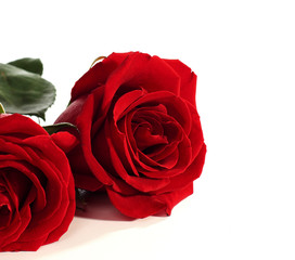 red roses  lying on a white background.