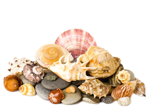exotic shell and stones on a white background