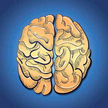 concept - brain and creativity