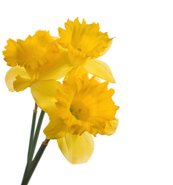 Bouquet of yellow narcissus isolated on white