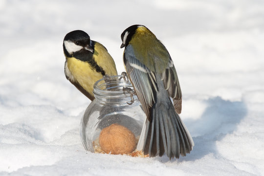 Two tits and a glass jar with a meal