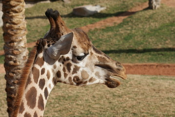 Giraffe - Giraffa camelopardalis