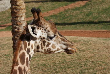 Giraffe - Giraffa camelopardalis