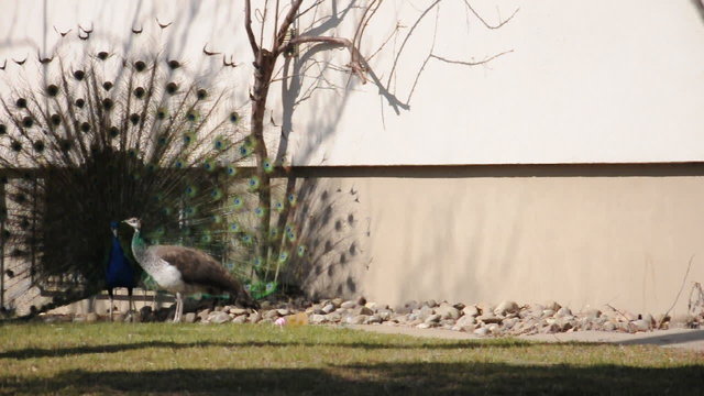 Pfau schl&auml;gt Rad