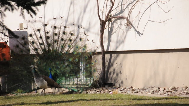 Pfau schl&auml;gt Rad