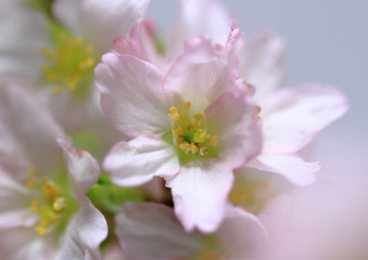 彼岸桜