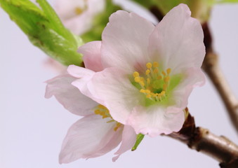 Obraz premium 早咲きの彼岸桜