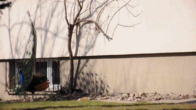 Pfau schl&auml;gt Rad