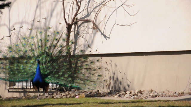 Pfau schl&auml;gt Rad